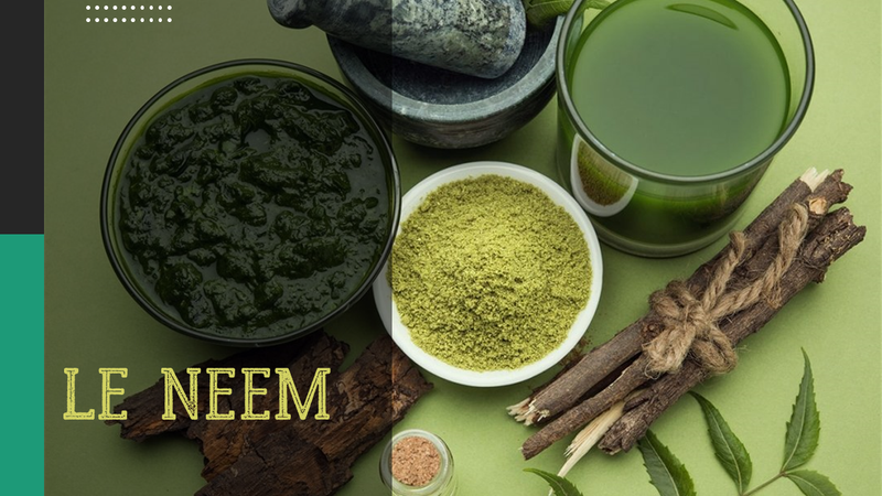 Bienfaits et usage du Neem ~Margousier~ pour le yoga et la vie quotidienne